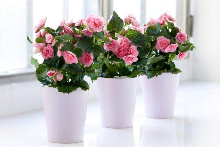 Important - Soins à domicile du bégonia d'intérieur