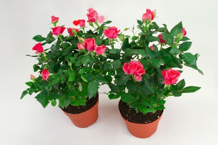 Roses de patio - Types de roses d'intérieur