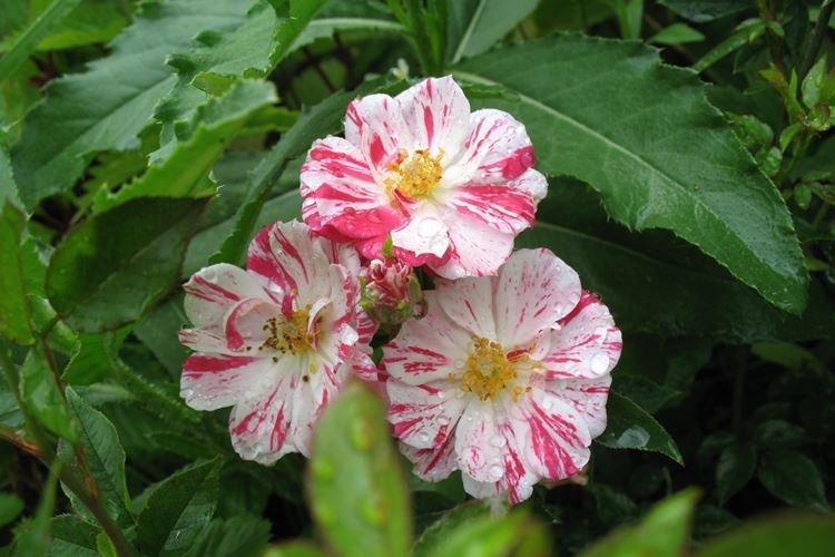 Roses d'intérieur Stars and Stripes