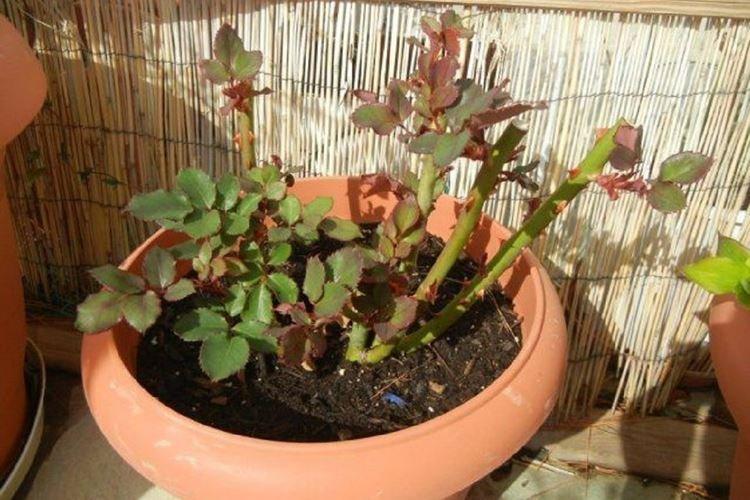 Taille - Entretien des rosiers d'intérieur