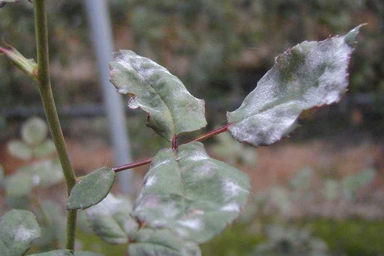 Lutte contre les parasites et les maladies - Rose d'intérieur