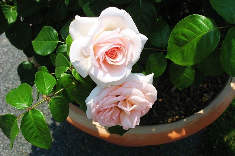 Rose d'intérieur - photo