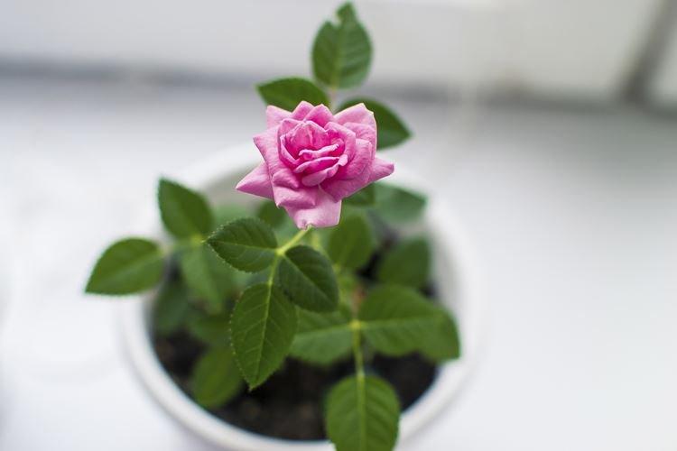 Rose d'intérieur - photo