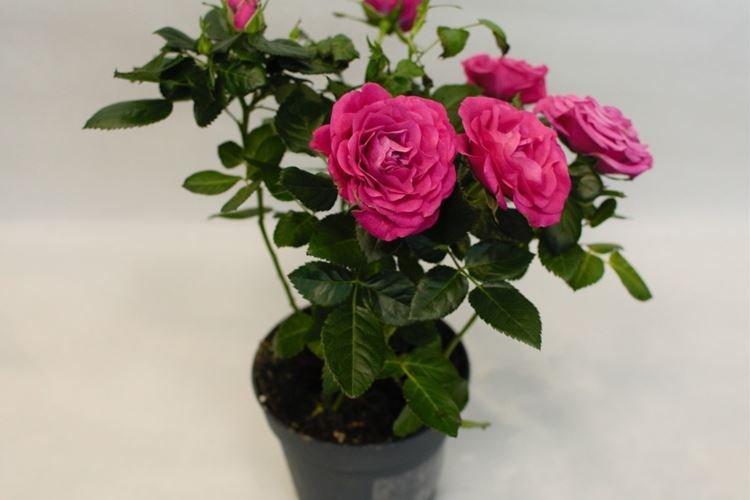 Rose d'intérieur - photo