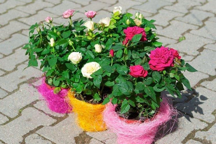 Rose d'intérieur - photo