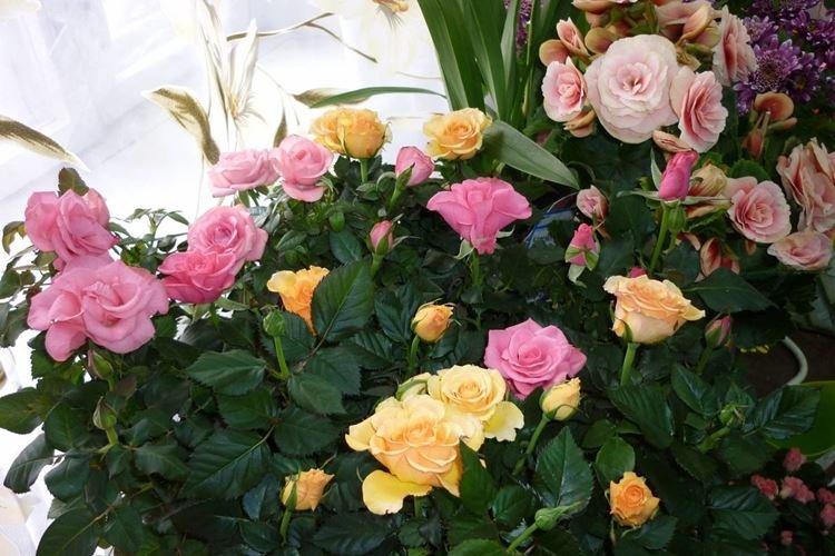 Rose d'intérieur - photo