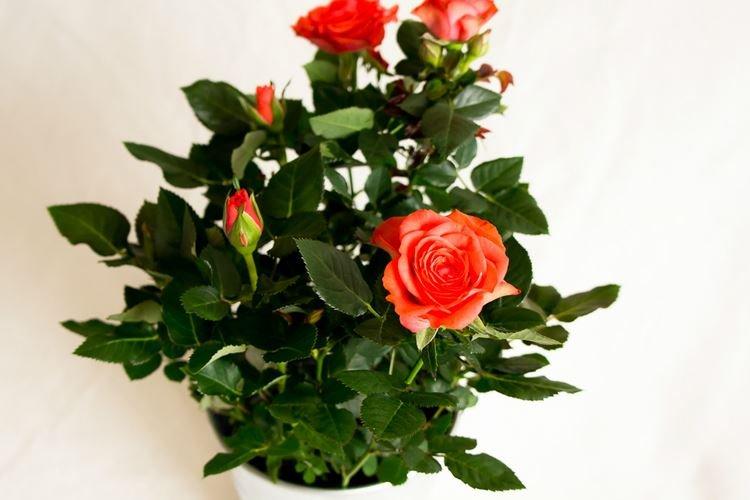 Rose d'intérieur - photo