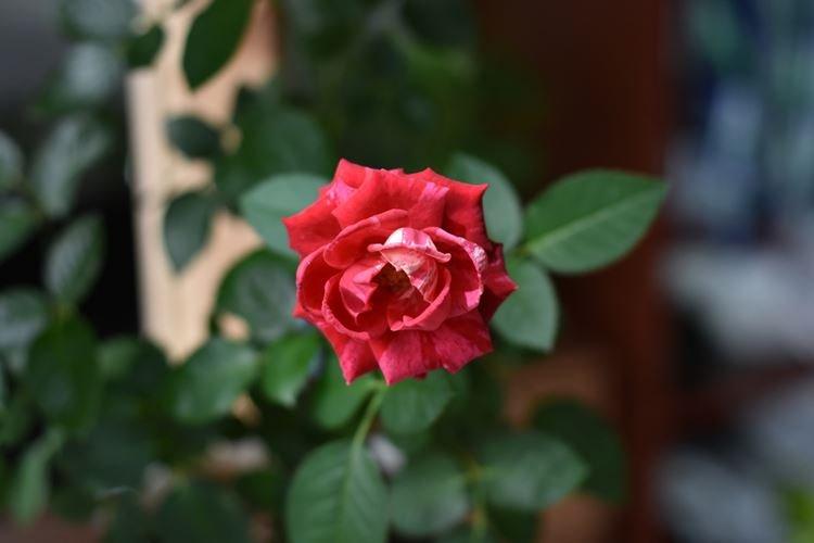 Rose d'intérieur - photo