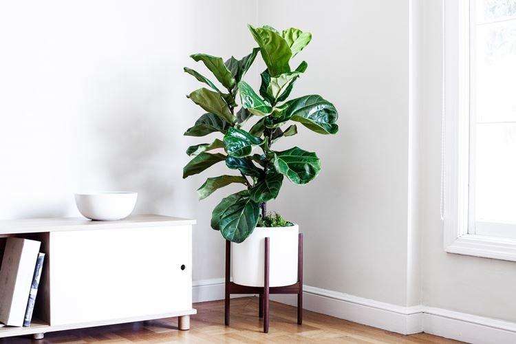 Ficus - Les fleurs d'intérieur les plus sans prétention