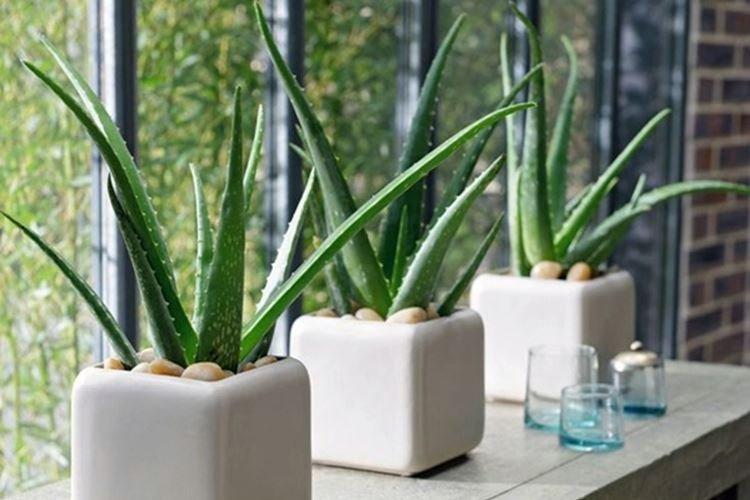 Aloe - Les fleurs d'intérieur les plus sans prétention
