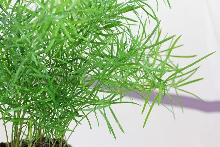 Asperges - Les fleurs d'intérieur les plus sans prétention