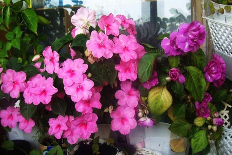 Balsam - Les fleurs d'intérieur les plus sans prétention