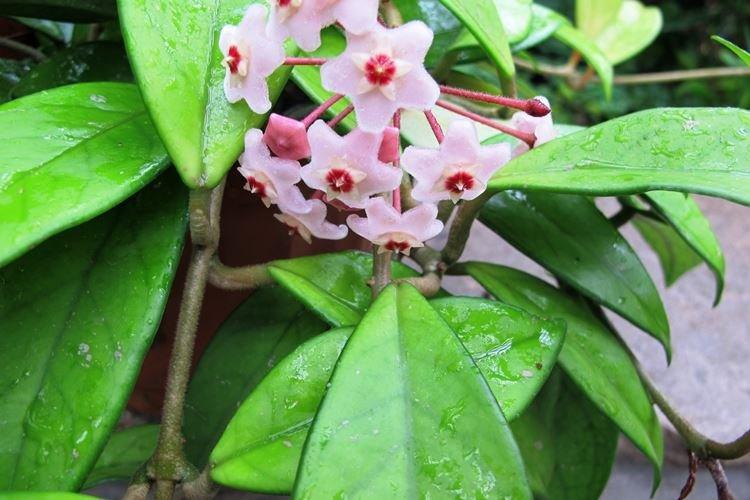 Hoya Wax Ivy - Fleurs d'intérieur frisées