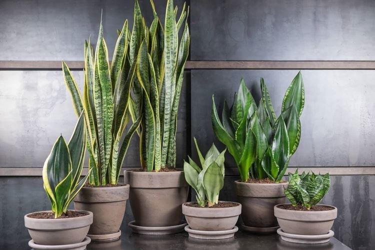 Sansevieria - Fleurs d'intérieur tolérantes à la sécheresse