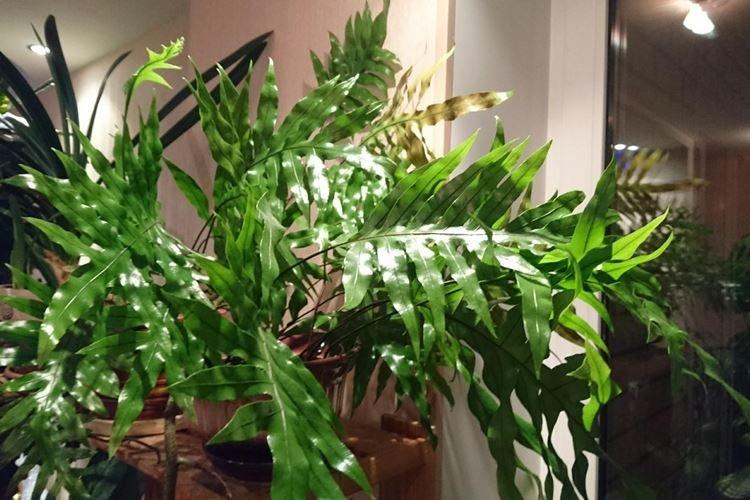 Fougère Centipede - Fleurs d'intérieur résistantes à la sécheresse