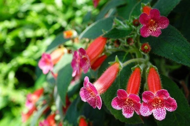 Coleria - Fleurs d'intérieur qui fleurissent toute l'année