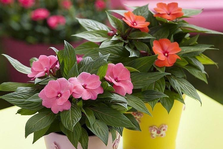 Balsam - Fleurs d'intérieur qui fleurissent toute l'année