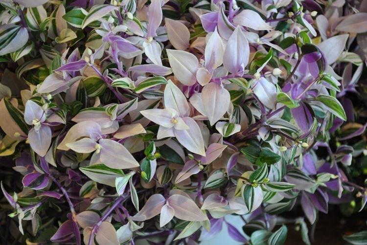 Tradescantia - Fleurs d'intérieur pour enfants