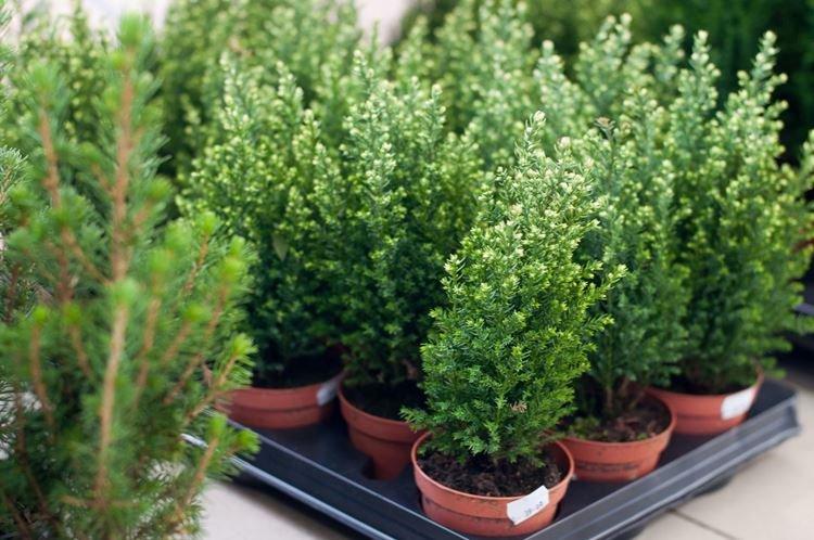 Cyprès - Fleurs d'intérieur pour enfants