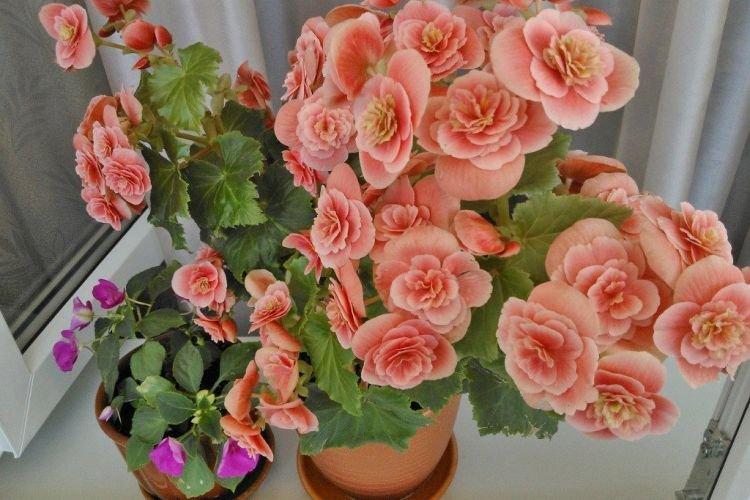 Bégonia - Des fleurs d'intérieur qui devraient être dans chaque maison