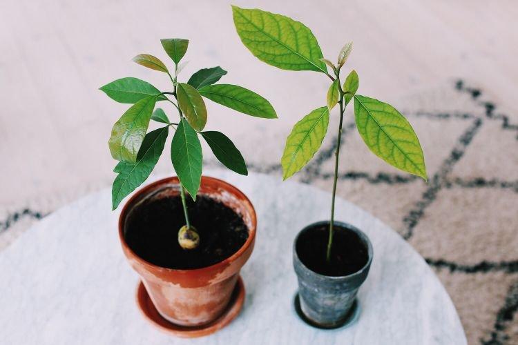 Avocat - Des fleurs d'intérieur qui devraient être dans chaque maison
