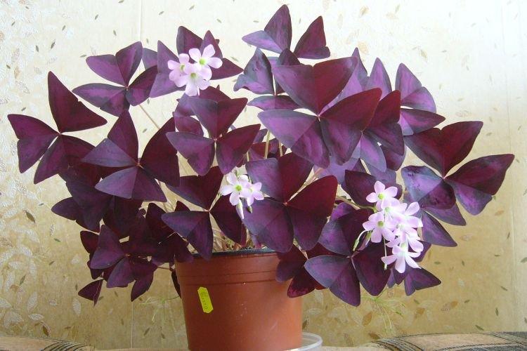 Oxalis - Des fleurs d'intérieur qui devraient être dans chaque maison
