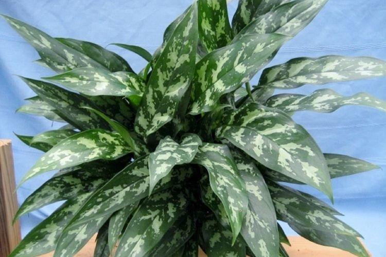 Aglaonema - Des fleurs d'intérieur qui devraient être dans chaque maison