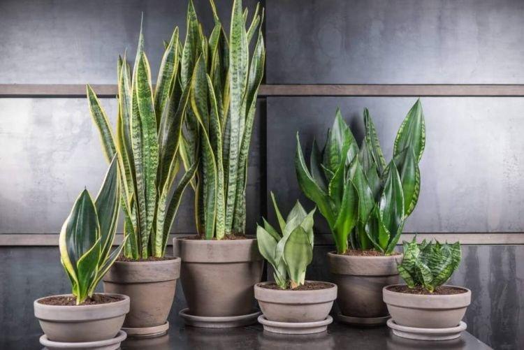 Sansevieria - Plantes d'intérieur utiles