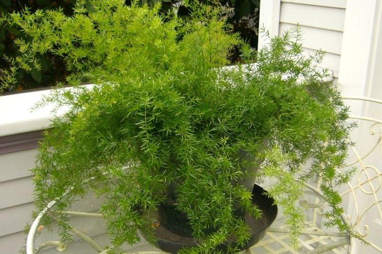 Asperges - Les plantes d'intérieur les moins prétentieuses