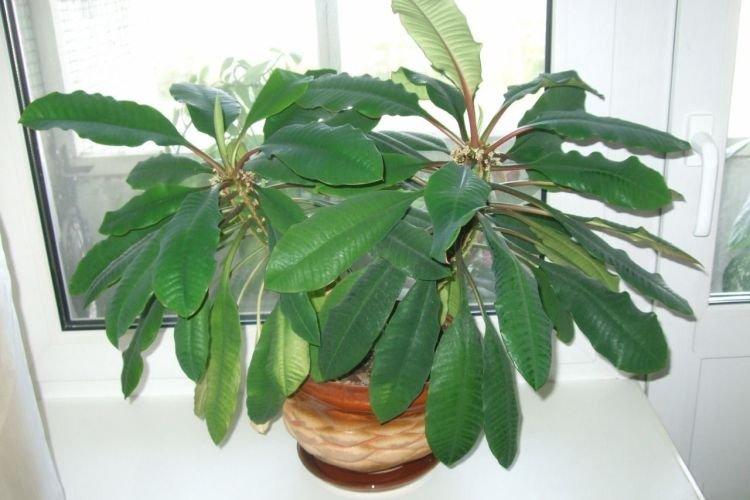 Euphorbia - Les plantes d'intérieur les plus sobres