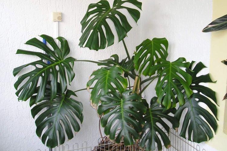 Monstera - Les plantes d'intérieur les plus sobres