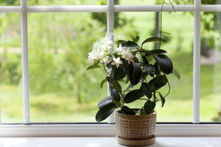 Jasmin - Plantes d'intérieur qui fleurissent toute l'année