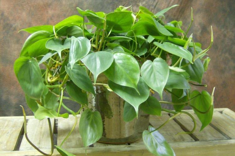 Philodendron - Plantes grimpantes d'intérieur