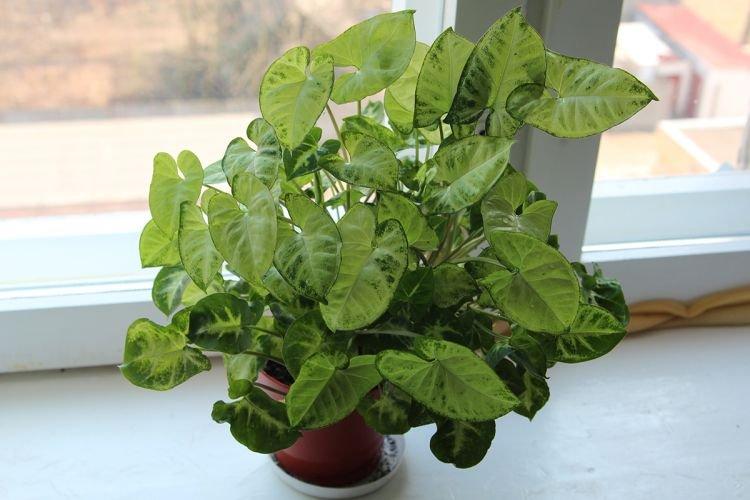 Syngonium - Plantes grimpantes d'intérieur