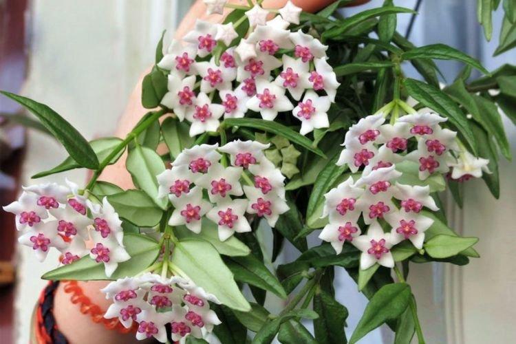 Hoya - Plantes d'intérieur grimpantes