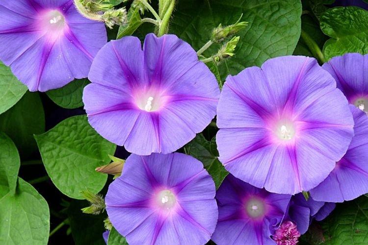 Morning glory - Plantes d'intérieur grimpantes