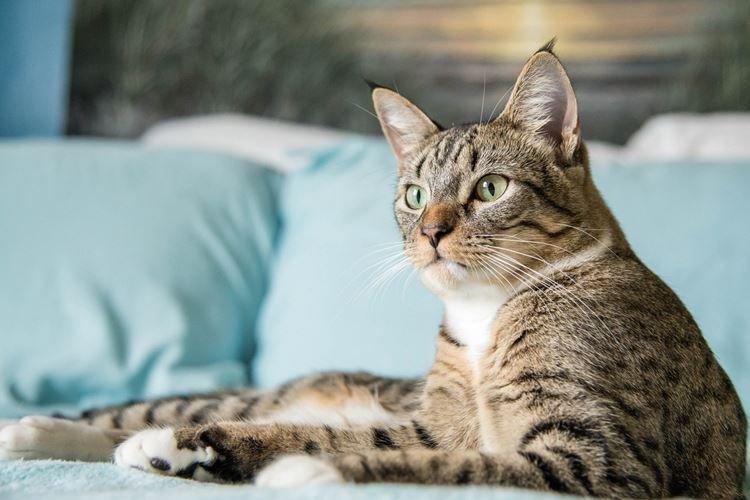 Kanaani - Races de chats à poil court