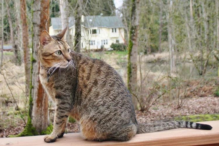 Arabian Mau - Races de chats à poil court