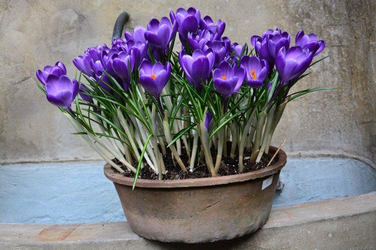 Arrosage - Crocus Care