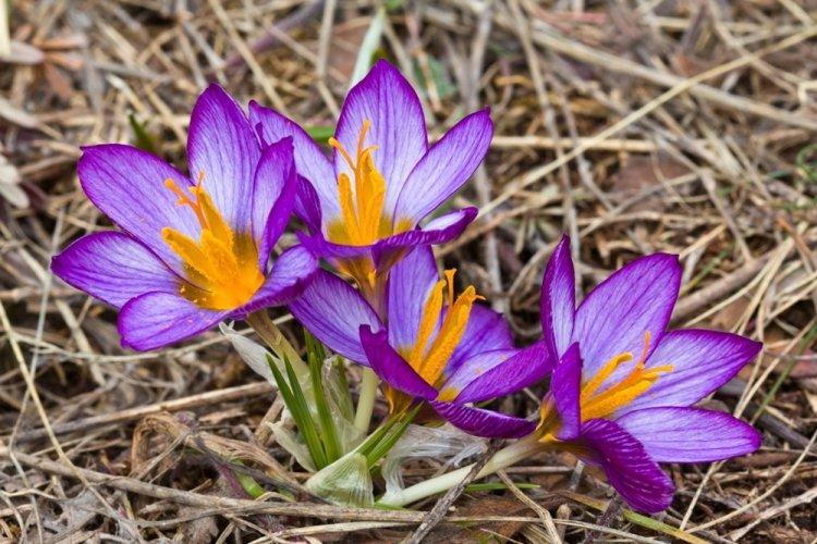 Crocus - photo