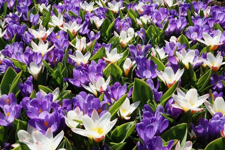 Crocus - photo