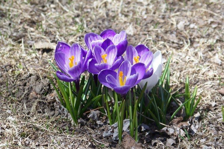 Crocus - photo