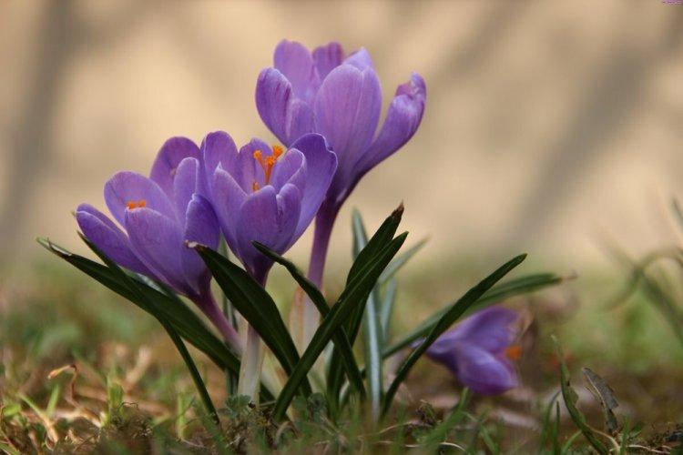 Crocus - photo