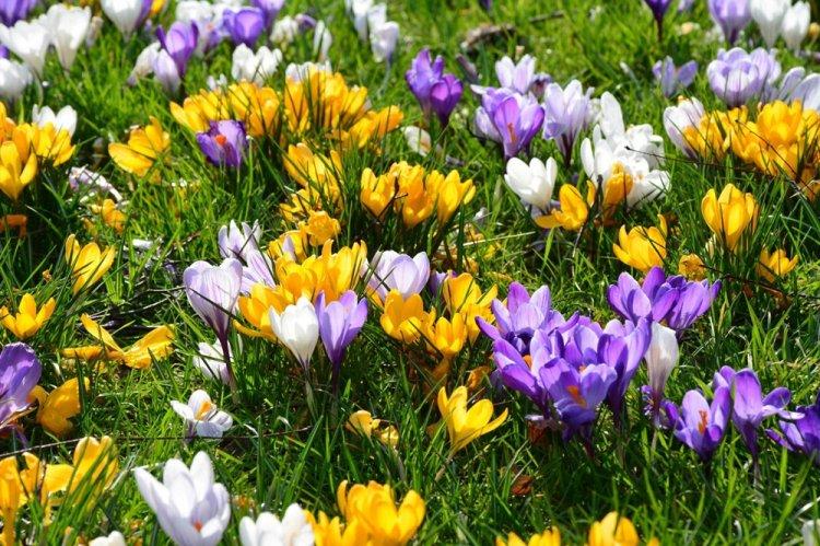 Crocus - photo