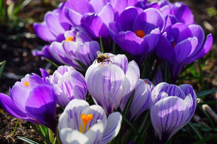 Crocus - photo