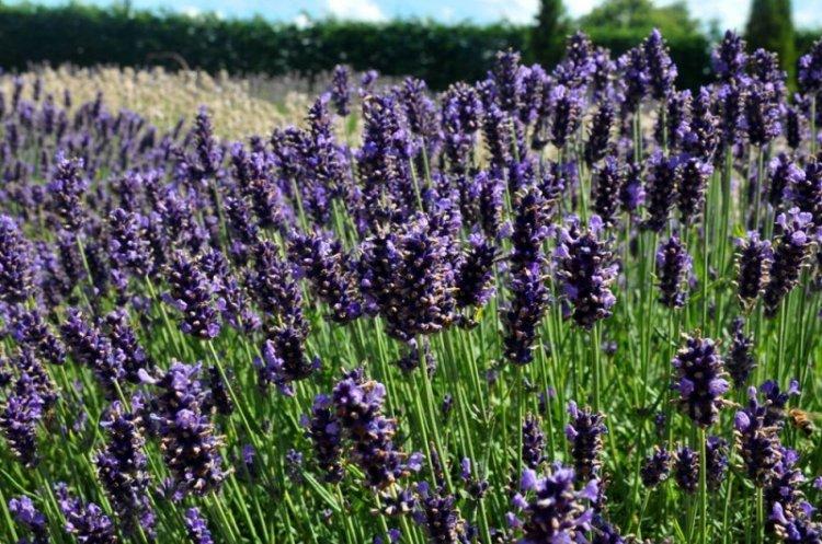 Lavande anglaise à feuilles étroites - Types de lavande