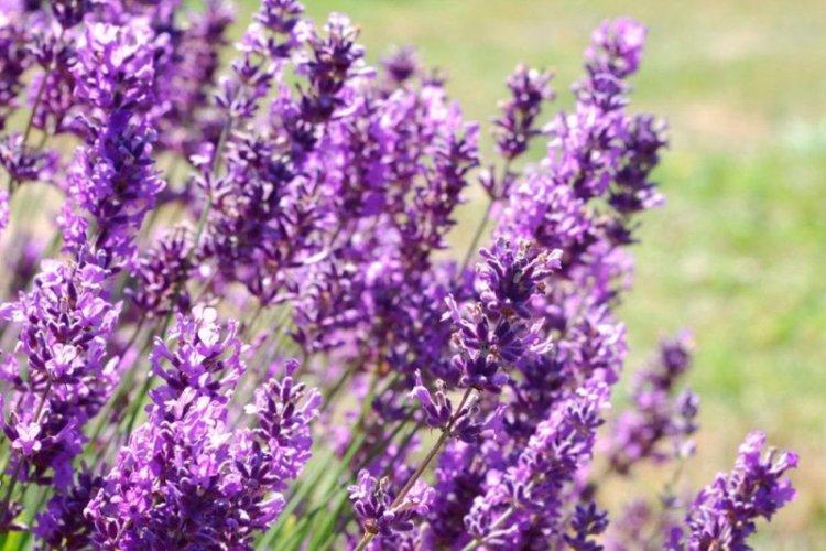 Lavande hybride - Types de lavande