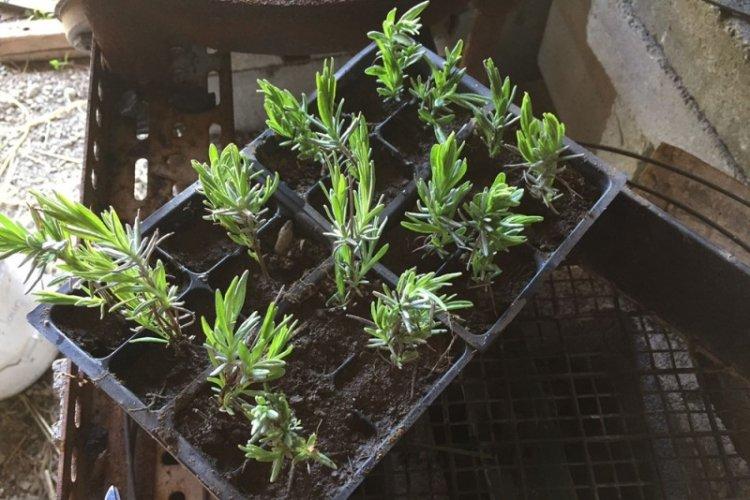 Plantation - Soins de la lavande