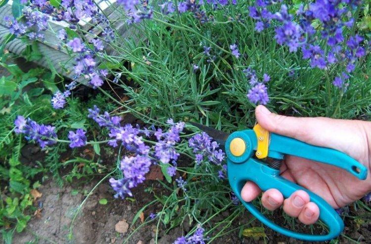 Taille - Soins de la lavande