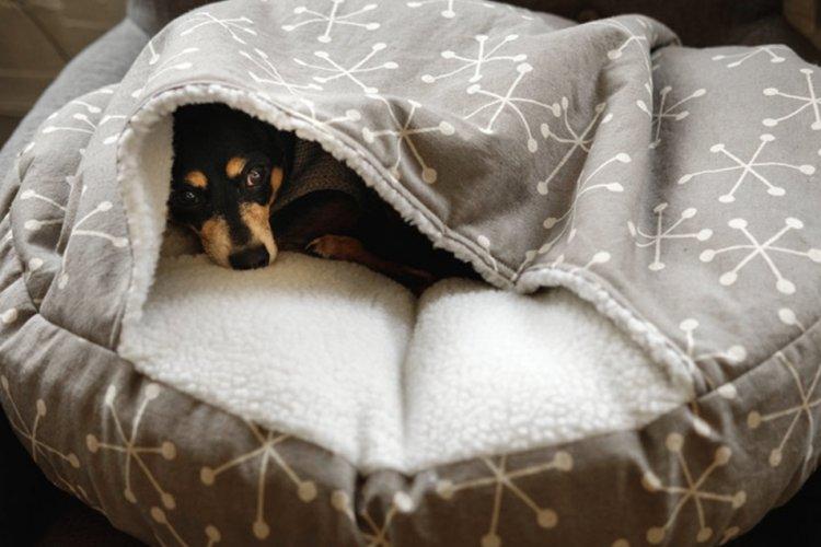 Lit pour chien à faire soi-même - photos et idées